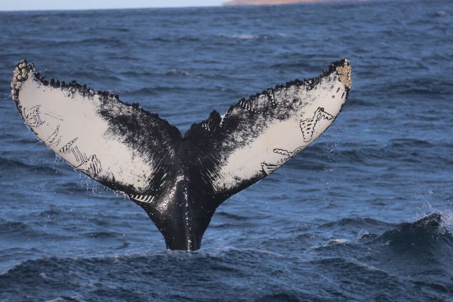 From Dalvik: Arctic Whale Watching in Northern Iceland - What to bring, and how the coverall changes the comfort level