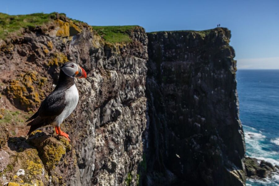 From Reykjavík: 3-Day Tour of the Wild Westfjords - Seven Fjord Road, 3 Days: Why This Wild Westfjords Trip Works
