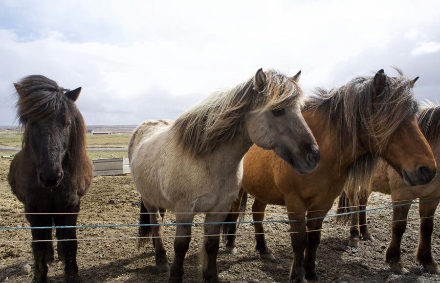 From Reykjavik: 6-Day Icelandic Ring Road Tour - Day 2: Vík, Jökulsárlón icebergs, and Diamond Beach on black sand
