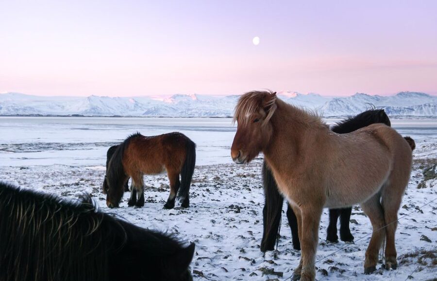 From Reykjavik: 6-Day Icelandic Ring Road Tour - Day 5: Whale watching in Eyjafjörður Fjord, then Siglufjörður and Trollaskagi