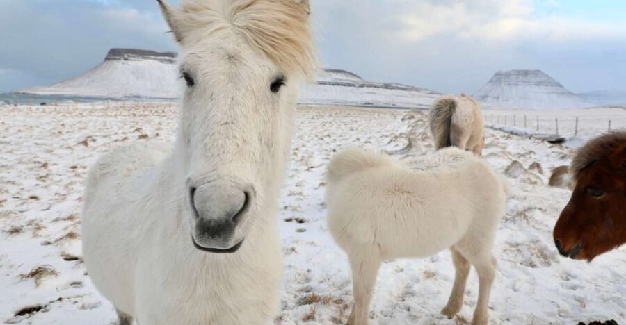 From Reykjavík: Full-day Golden Circle & Horse Riding Tour - Key things that make this tour work