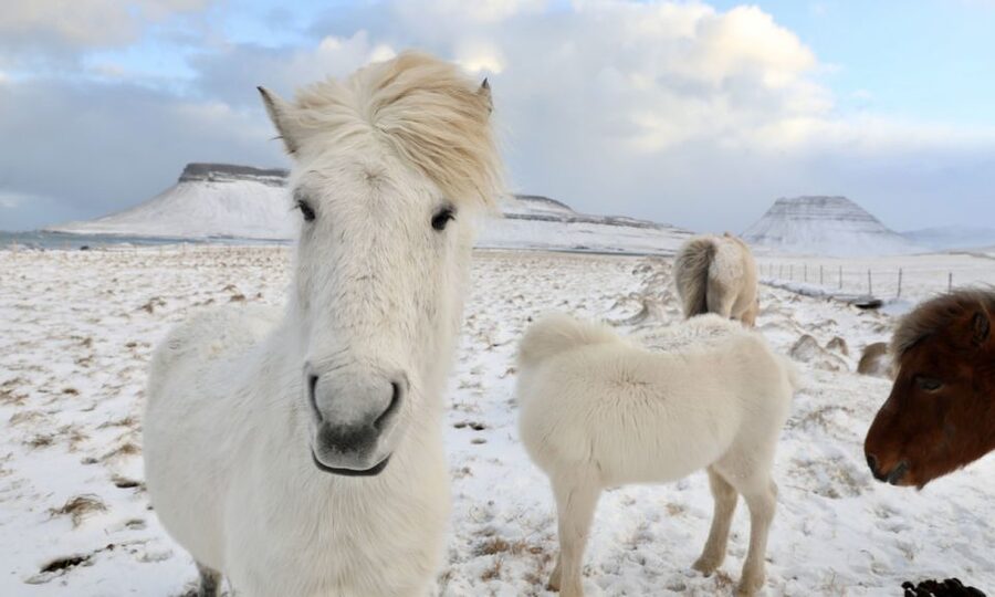 From Reykjavík: Full-day Golden Circle & Horse Riding Tour - How the day is paced, from Reykjavik pickup to Laxnes Horse Farm