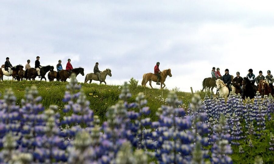 From Reykjavík: Full-day Golden Circle & Horse Riding Tour - Price and value for an 11-hour double feature
