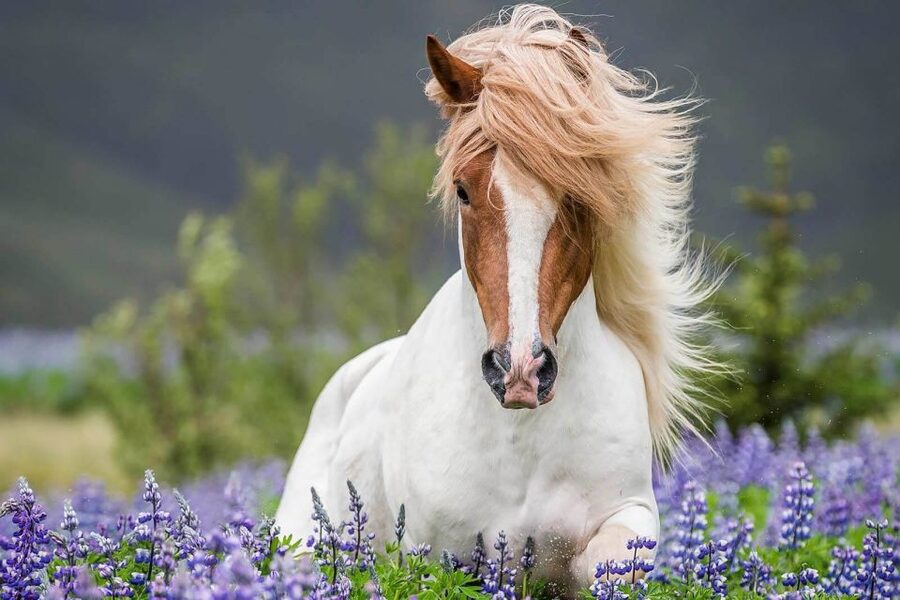 From Reykjavik: Full-Day Horse Riding & Golden Circle Tour - Icelandic Horse Riding and the Golden Circle, in One 9-Hour Shot