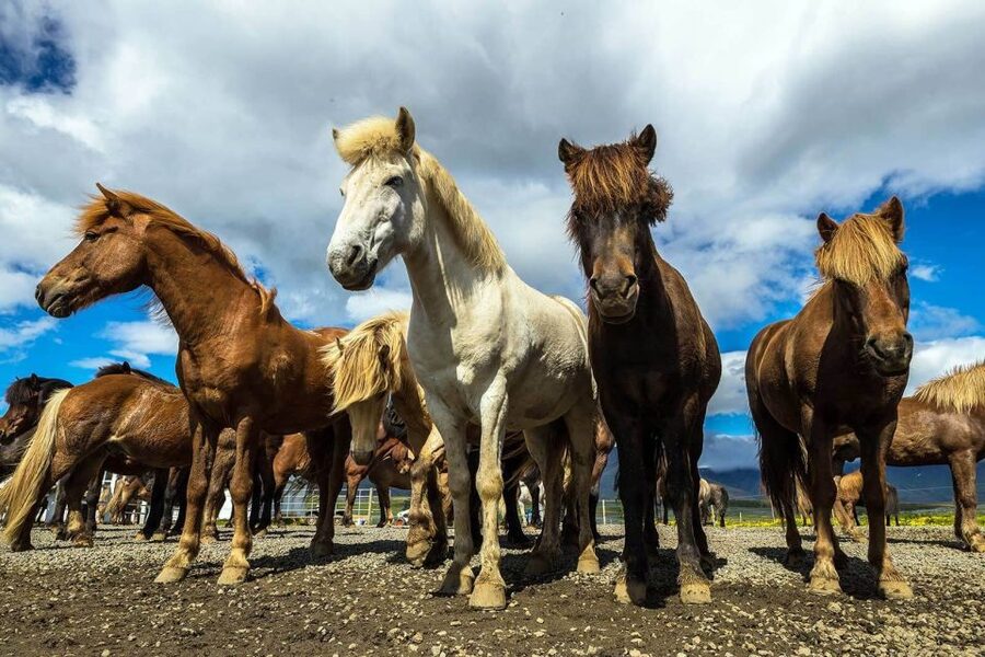 From Reykjavik: Full-Day Horse Riding & Golden Circle Tour - Bus Comfort and Pickup in Reykjavik: Plan to Meet the Group, Not the Perfect Spot