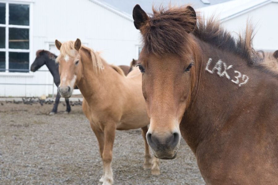 From Reykjavik: Full-Day Horse Riding & Golden Circle Tour - Geysir Hot Spring Area: Steam, Photo Breaks, and Strokkur’s Rhythm