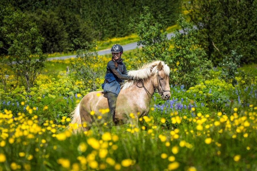 From Reykjavik: Full-Day Horse Riding & Golden Circle Tour - Morning at Eldhestar/Laxnes Horse Farm: Icelandic Horses That Make You Relax