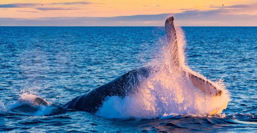 From Reykjavik: Full Day Whale Watching & Golden Circle Tour - How the 10-hour mix of whale watching and Golden Circle actually works