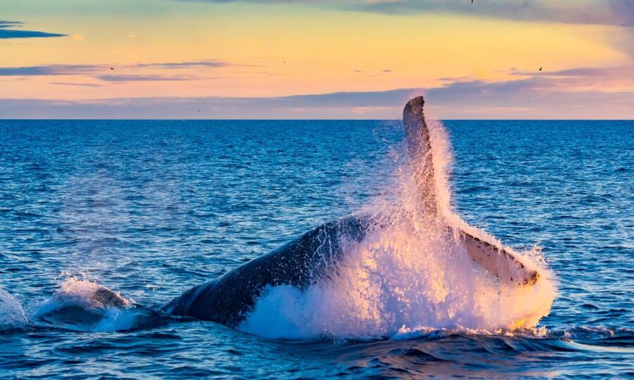 From Reykjavik: Full Day Whale Watching & Golden Circle Tour - Geysir: catching repeated eruptions during your 40-minute window