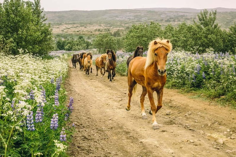 From Reykjavík: Icelandic Horse Riding Tour in Lava Fields - Key highlights worth paying attention to