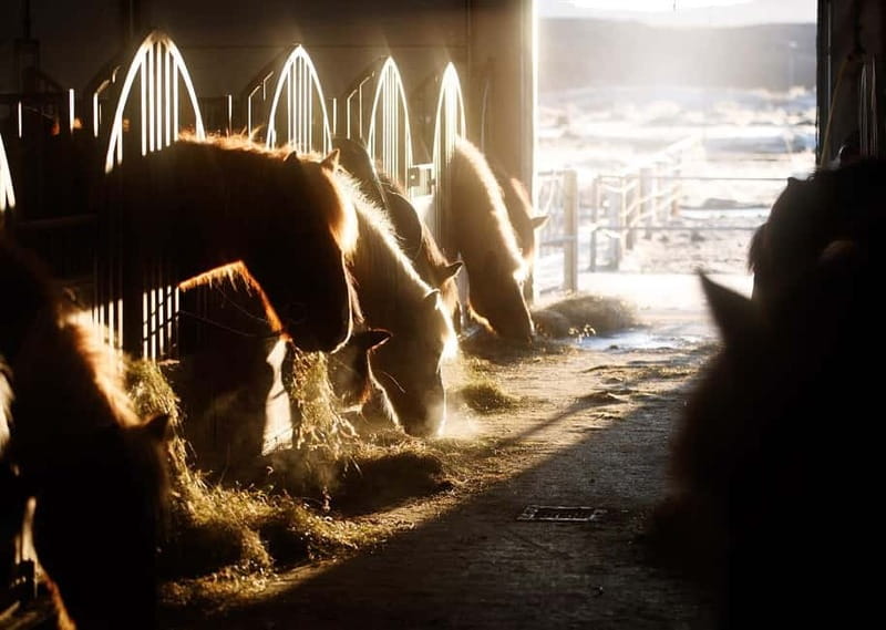 From Reykjavík: Icelandic Horse Riding Tour in Lava Fields - Who Should Book This Horse Ride?