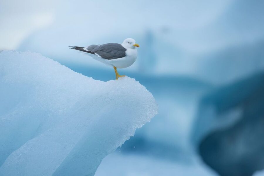 From Reykjavik: Jökulsárlón Glacier Lagoon and Diamond Beach - The coach ride: what the long day feels like in practice