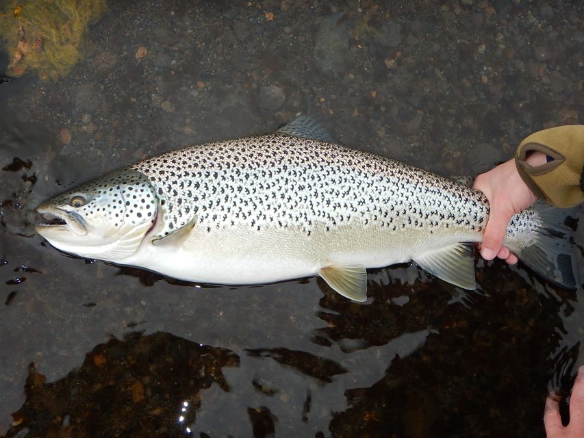 From Reykjavik: Lake and River Fishing Tour - Price and Value: Is $766 Per Person Worth It?