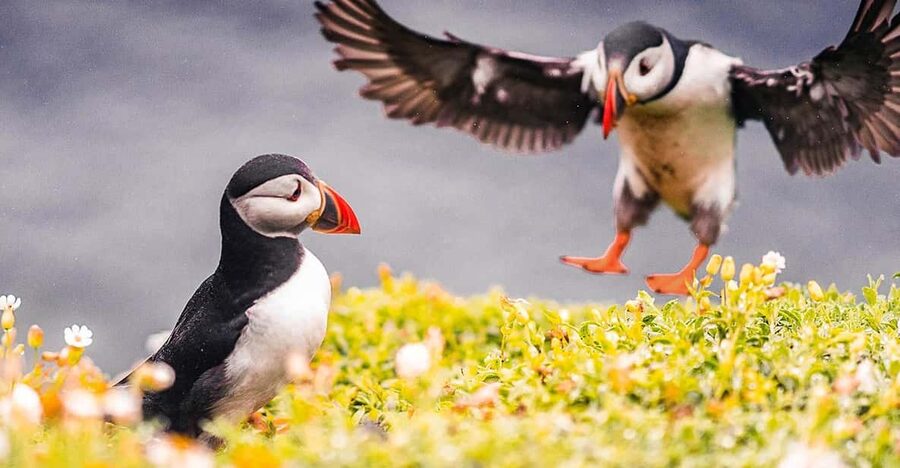From Reykjavik: Puffin and Volcano Tour in Westman Islands - Reykjavik to Westman Islands: a full day that stays practical