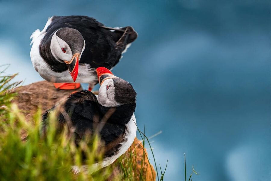 From Reykjavik: Puffin and Volcano Tour in Westman Islands - Skansinn The Fort: Viking wood church, lighthouse, and cliffside views
