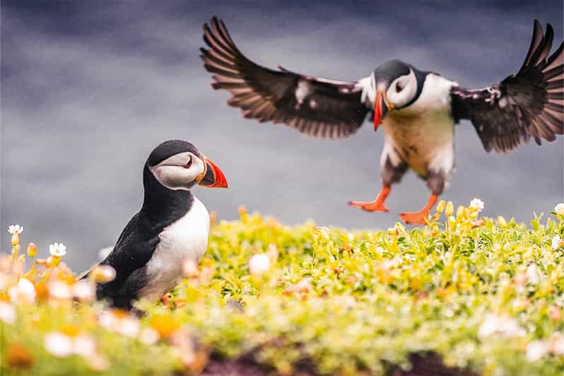 From Reykjavik: Puffin and Volcano Tour in Westman Islands - The Landeyjahöfn ferry ride to Vestmannaeyjar: where the weather matters