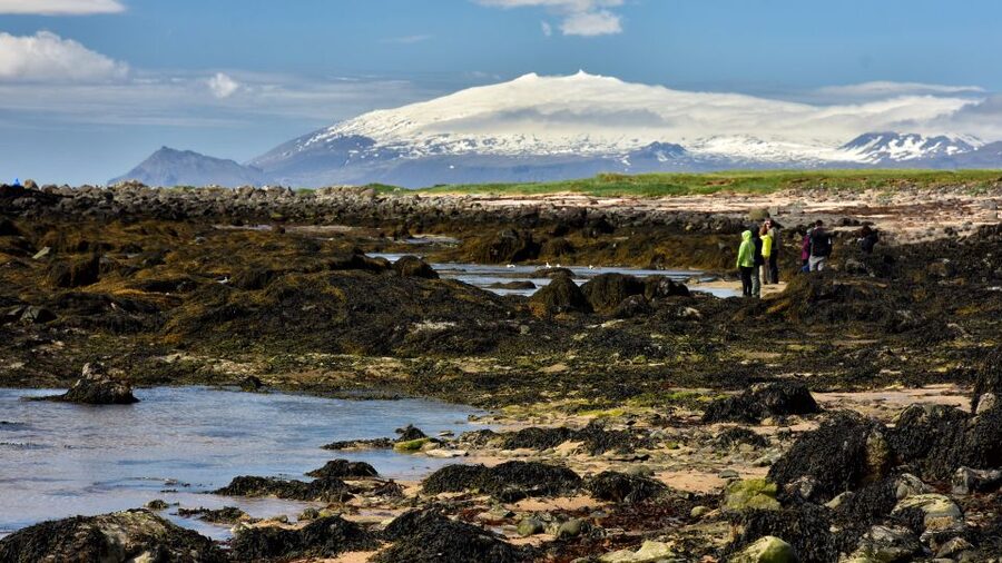 From Reykjavik: Snaefellsnes National Park - Small Group - Gerðuberg Cliffs: the seabird views that reward slow looking