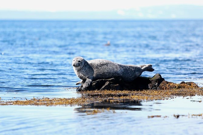 From Reykjavik: Snaefellsness Peninsula small group day tour - Quick hits you will actually care about