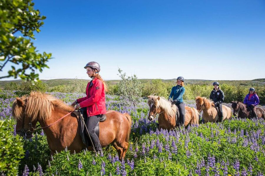 From Reykjavík: Viking Horseback Tour in Hafnarfjörður - From the barn to the trail: what the 3-hour experience really feels like