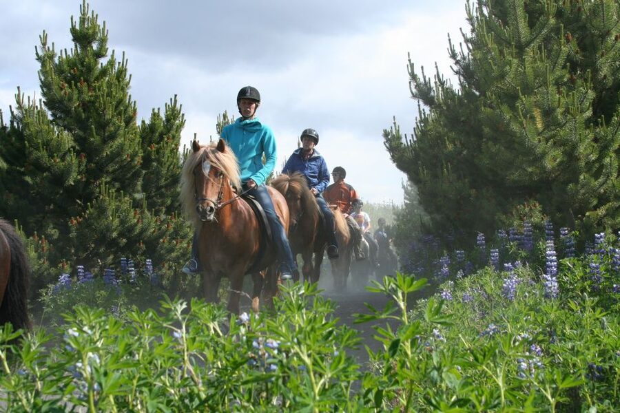 From Reykjavík: Viking Horseback Tour in Hafnarfjörður - Icelandic gaits explained the way you’ll feel them on your saddle