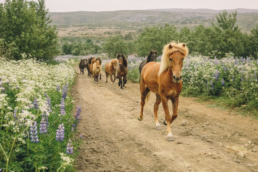 From Reykjavík: Viking Horseback Tour in Hafnarfjörður - The horse matching is the difference between fun and frustration