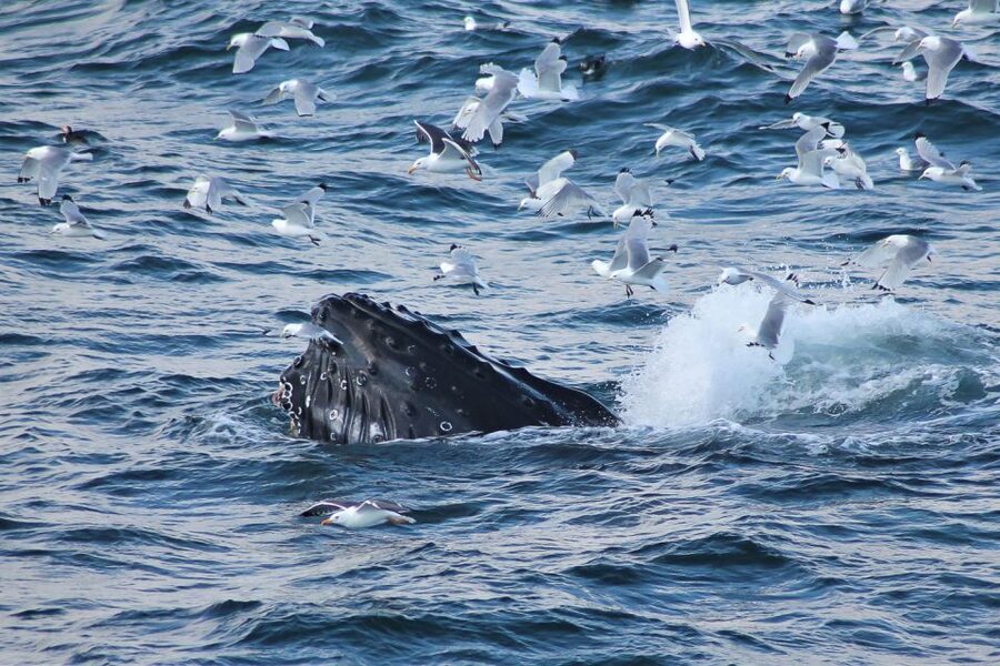 From Reykjavik: Whale Watching Tour - From Geirsgata 11 to Kollafjöður, the trip starts with the harbor vibe