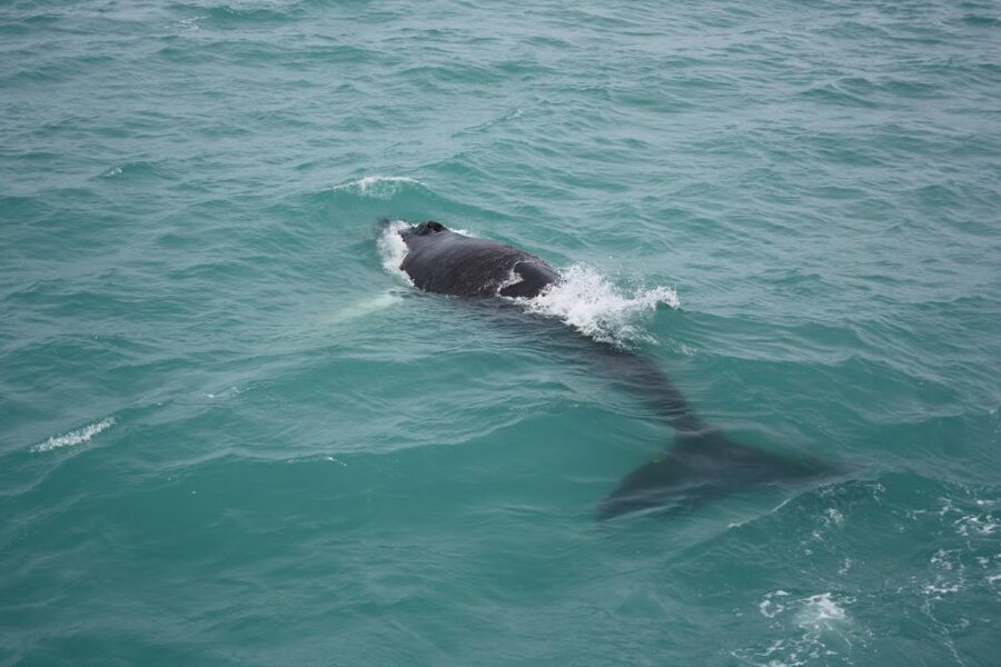 From Reykjavik: Whale Watching Tour - What “whale watching” really means on this boat