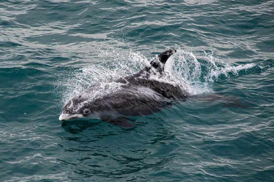 From Reykjavik: Whale Watching Tour - Staying warm and seeing clearly, the comfort plan onboard