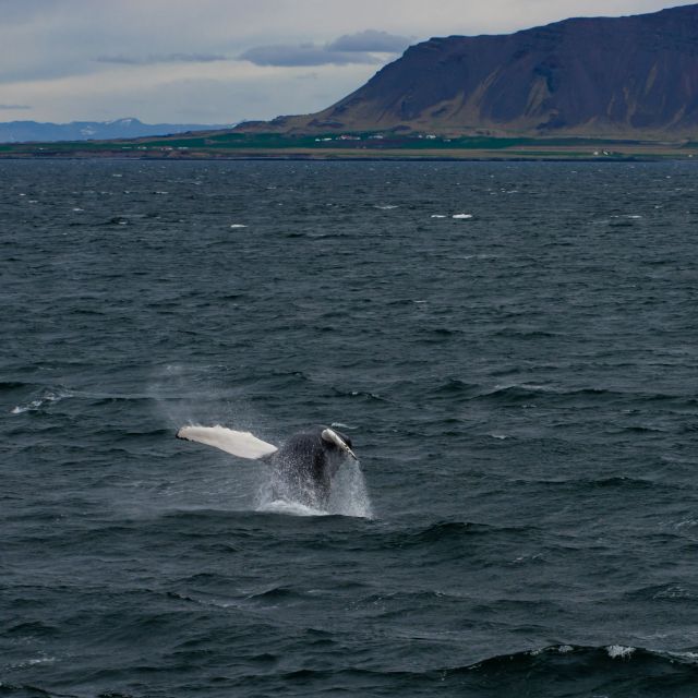 From Reykjavik: Whale Watching Tour - Guides and crew: how they find whales and keep you sane