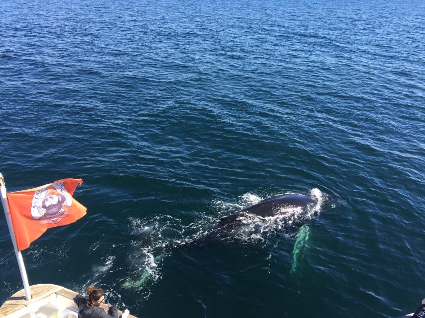 From Reykjavik: Whale Watching Tour - How long you’ll actually be out there, and where the time goes