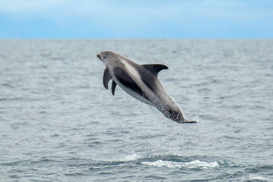 From Reykjavik: Whale Watching Tour by Speedboat - A close-up RIB ride that starts with Reykjavik’s best shoreline views
