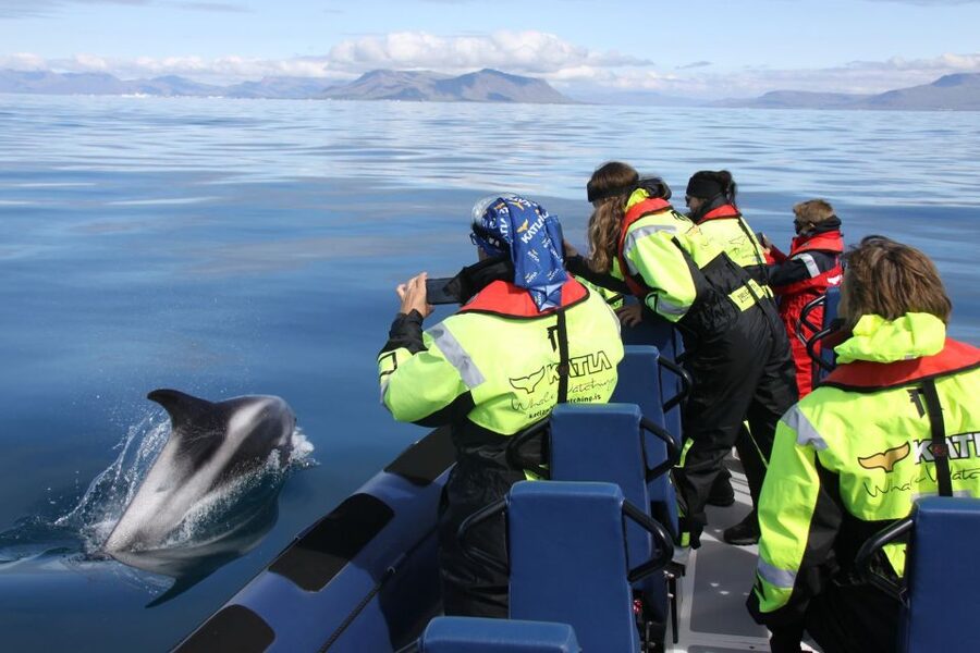 From Reykjavik: Whale Watching Tour by Speedboat - Leaving Reykjavik: Harpa Concert Hall and Sun Voyager, then out to Faxaflói Bay