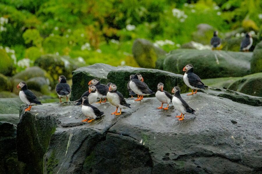 From Reykjavik: Whale Watching Tour by Speedboat - Whale spotting in real sea conditions: what to watch for
