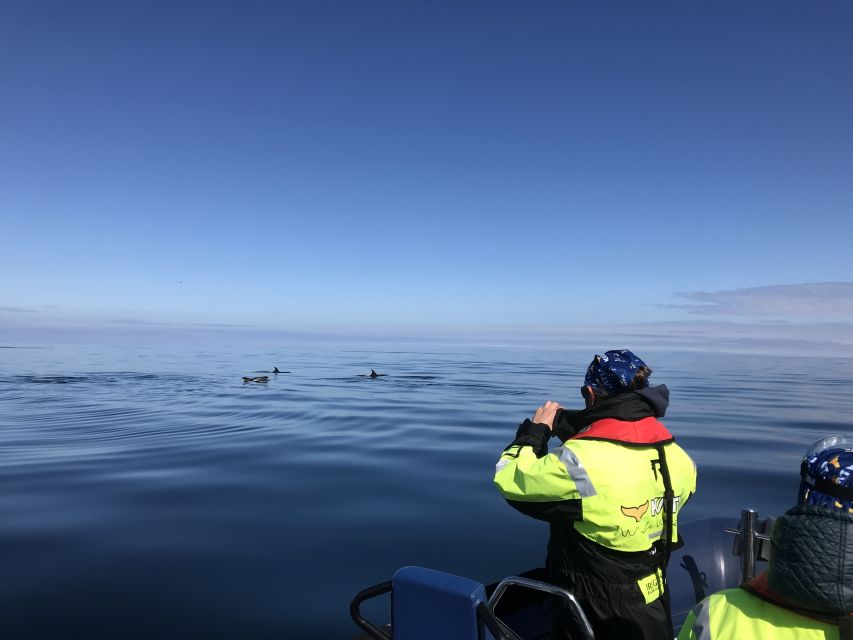 From Reykjavik: Whale Watching Tour by Speedboat - Timing: why 2 hours can feel perfect on the water