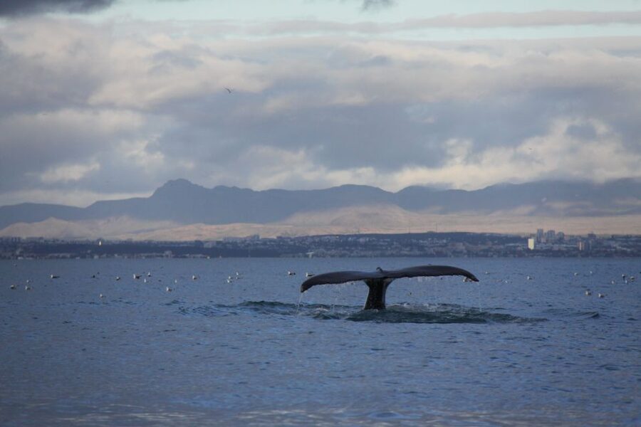 From Reykjavik: Whale Watching Tour by Speedboat - Comfort and safety: suspension seats and a small 12-seat boat