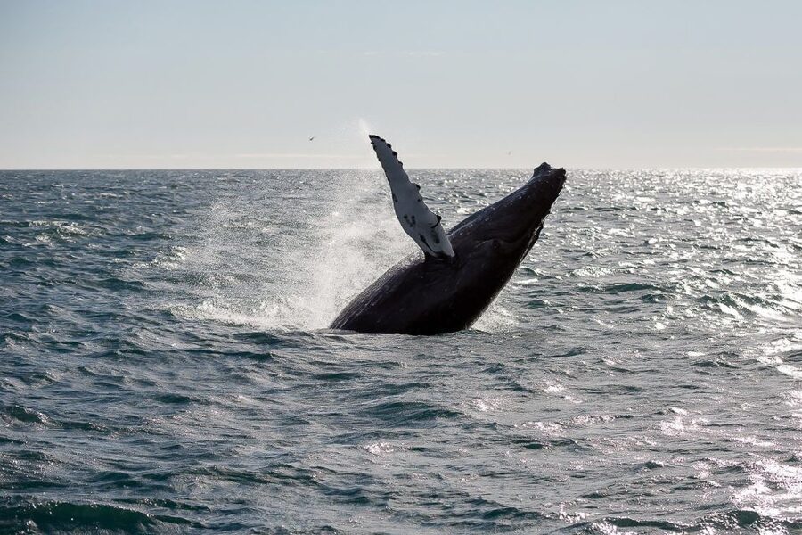 From Reykjavik: Whale Watching Tour - Faxaflói Bay: where the whales (and birds) do their work