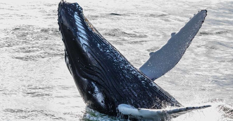 From Reykjavik: Whales and Northern Lights Boat Tour - Faxafloi Bay, the two-for-one setting in Reykjavik