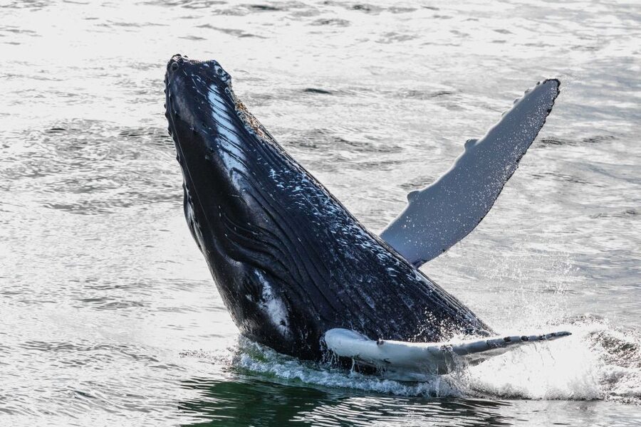 From Reykjavik: Whales and Northern Lights Boat Tour - Daytime whale watching: what the 3-hour cruise is like