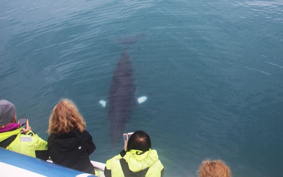 From Reykjavik: Whales and Northern Lights Boat Tour - Old Harbour meeting point, overalls, and no hotel pickup