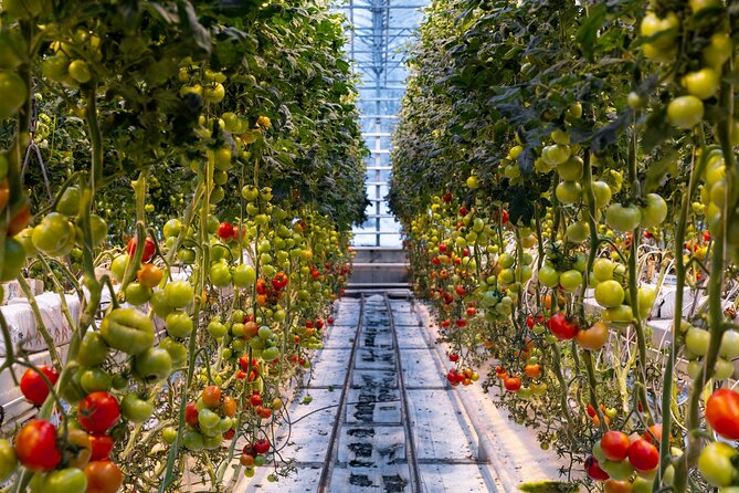 Golden Circle and Lunch at Fridheimar Tomato Farm - with photos - Friðheimar Tomato Farm lunch: greenhouse warmth and tomato choices that feel real