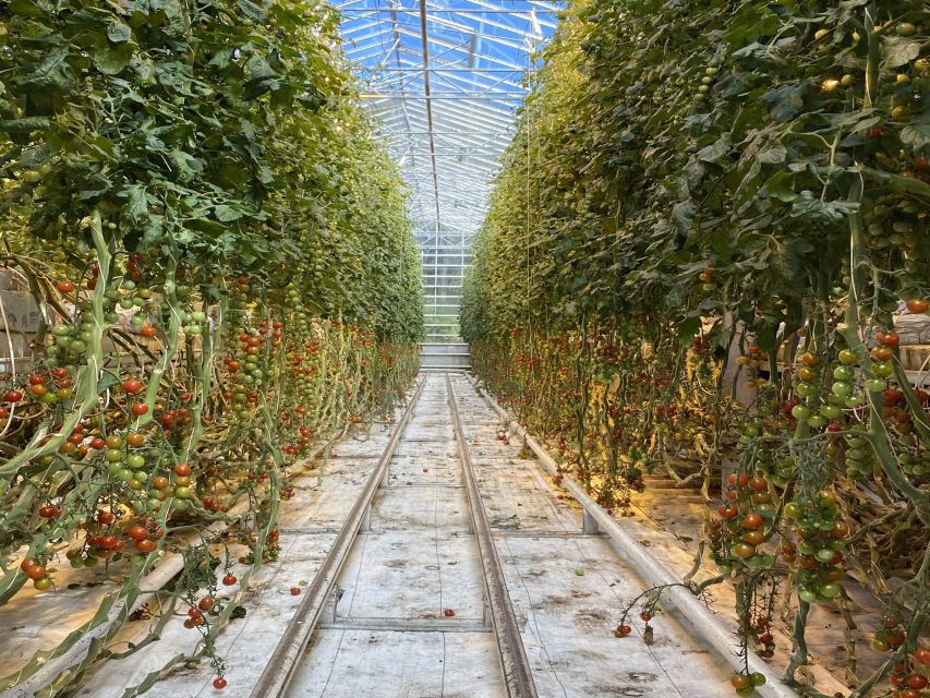 Golden circle, hot spring bakery, tomato farm private tour - Þingvellir National Park: where Iceland’s story starts