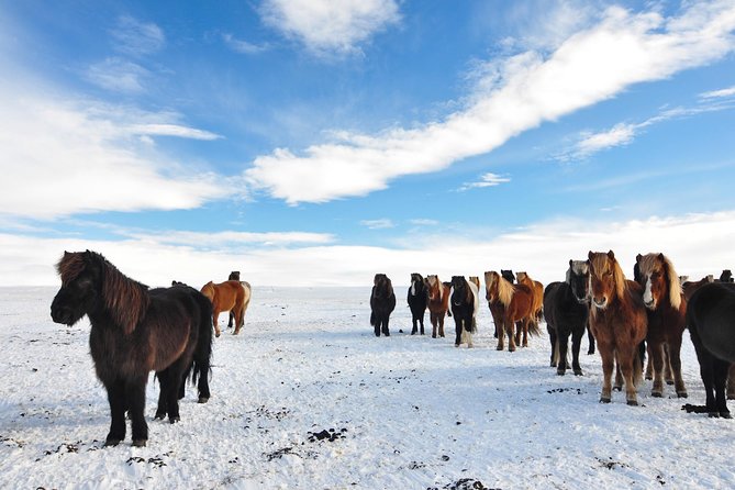 Golden Circle & Viking Horse Experience - From Wheels to Hooves: What the Icelandic Horse Ride Feels Like