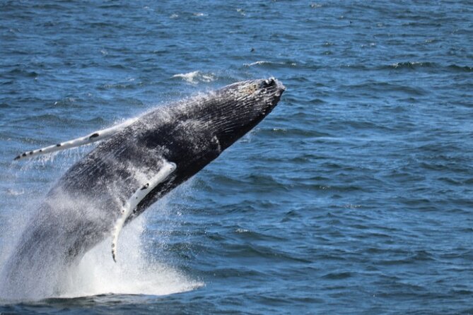 Guided Whale Watching Experience from Reykjavik - Key points to know before you go