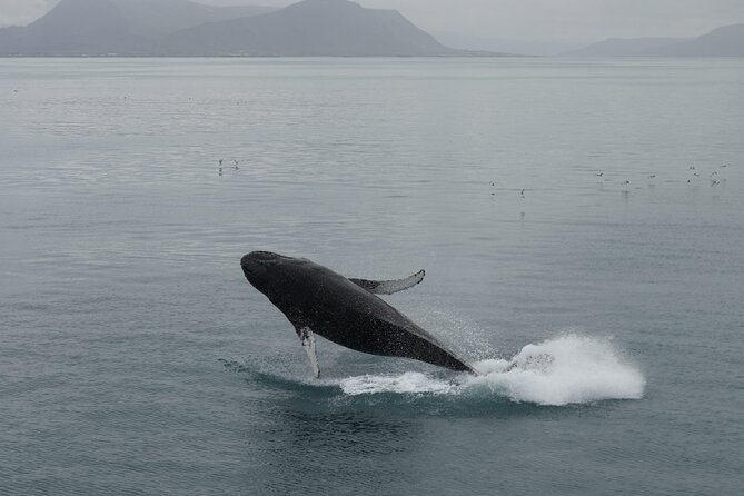 Guided Whale Watching Experience from Reykjavik - The heated boat setup, overalls, toilets, and why you should dress for wind