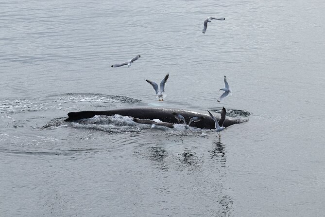 Guided Whale Watching Experience from Reykjavik - Harpa, Mount Esja, and Snæfellsnes views you actually get on the water