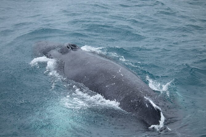 Guided Whale Watching Experience from Reykjavik - Guides and onboard comfort, seasickness tablets and hot drinks