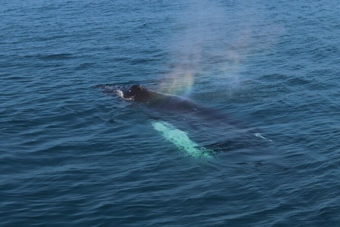 Guided Whale Watching Experience from Reykjavik - Price and value, what you get for $97 on a 198-person boat day