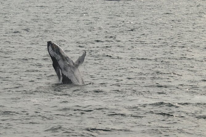 Guided Whale Watching Experience from Reykjavik - Weather reality checks and how to plan your day around it