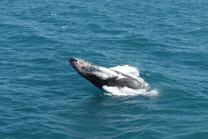 Guided Whale Watching Experience from Reykjavik - Who this whale watch is best for (and who might skip it)