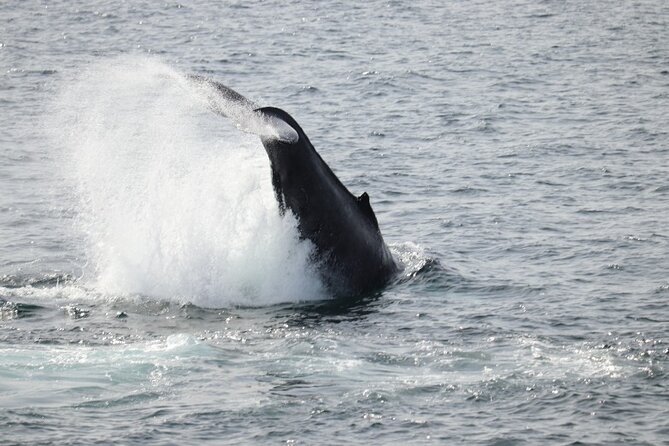 Guided Whale Watching Experience from Reykjavik - Wildlife odds in Faxaflói Bay, plus the free return trip safety net